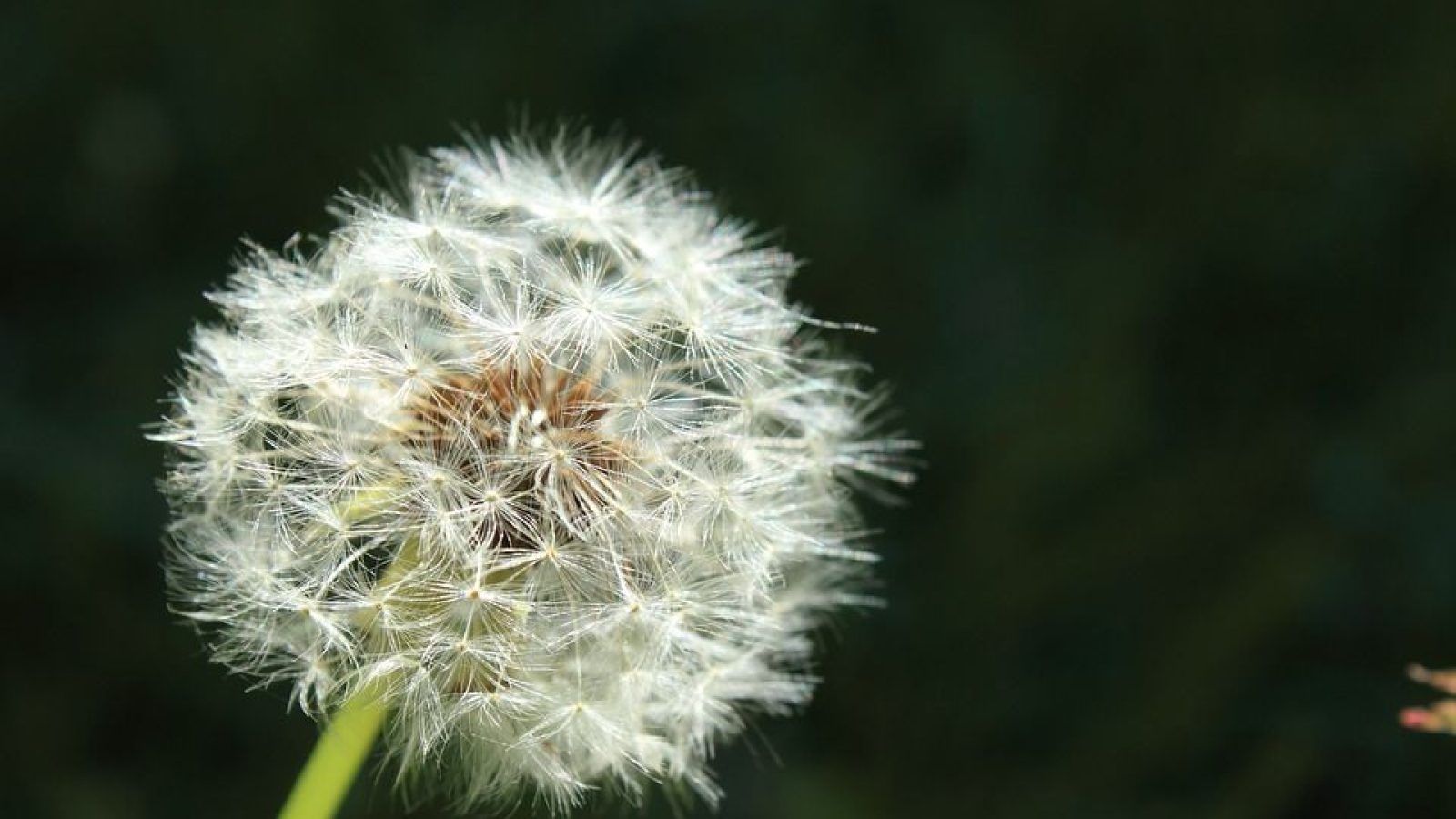 wish-2285492_960_720